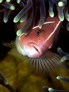 Pink Anemonefish by Iyad Suleyman 